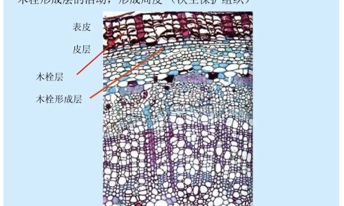 红豆吃多了的副作用吗网 | 红豆吃多了会出现什么问题,红豆吃多了的副作用吗会胖吗